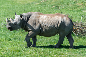 Obraz premium Endangered Eastern Black Rhino Grazing on Grass
