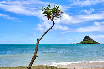 A view of tree and Chinaman's Hat island at the Kualua Ranch Beach park in Hawaii, USA.
