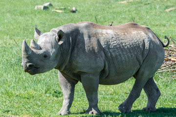 Obraz premium Endangered Eastern Black Rhino Grazing on Grass