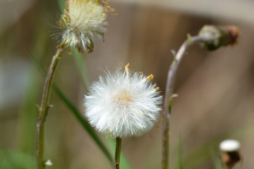 Close up of a dandelion