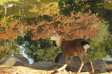 池の前に立つ奈良公園の鹿