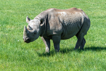 Endangered Eastern Black Rhino Grazing on Grass