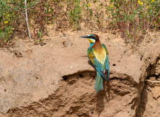 European Bee-Eater Sitting on Sand Wall in Spring