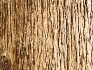 Tree bark texture. Rough natural background