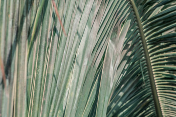 Coconut palm leaves in sunlight