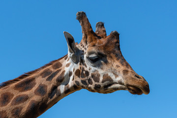 Head Portrait Rothschild Giraffe in Sunlight