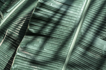 Banana palm leaf in sunlight