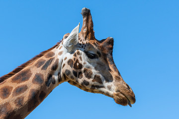 Head Portrait Rothschild Giraffe in Sunlight