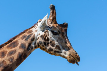 Head Portrait Rothschild Giraffe in Sunlight