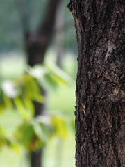 Obraz premium texture surface big tree trunk in the park Rough skin bark