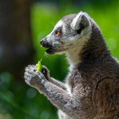 Close up of a Ring Tailed Lemur