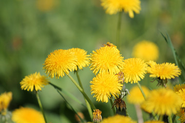 Dandelions (Taraxacum officinale) yellow flowers close-up in nature. May, Belarus