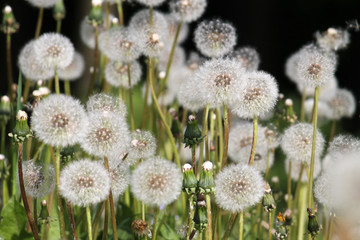 Dandelions white seed heads (blowballs) close-up in nature. May, Belarus