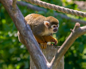 Squirrel Monkey Sitting on a pole and Relaxing