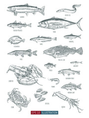 Hand drawn sea food set. Engraved style vector illustration. Template for your design works.