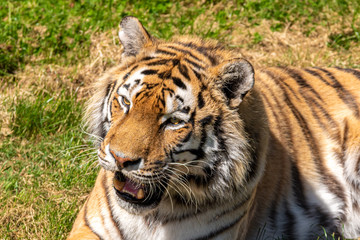 Amur Tiger Lying in the Sun on Grass
