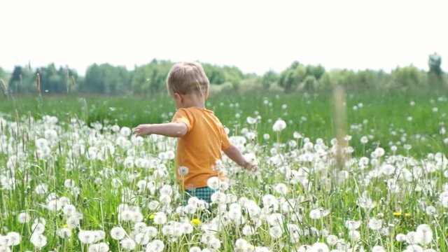 Cute baby boy walks in meadow among flowers of dandelion. Summer sunny day. Slow Motion.