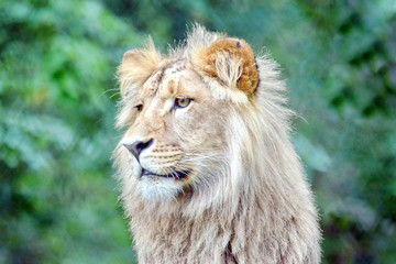 Katanga Lion Head Closeup Portrait