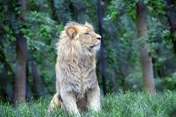 Obraz na płótnie Canvas Katanga Lion Sitting in the Forest