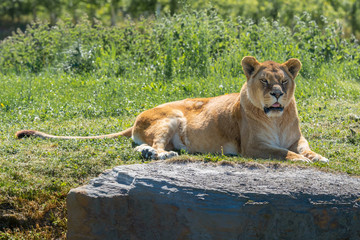 Naklejka na ściany i meble Female Lion Resting on Grass in the Summer Sun