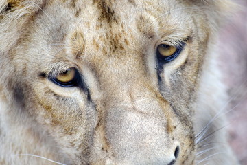 Katanga Lion Eyes Face Closeup