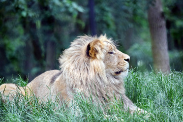 Male Katanga Lion Lying in Grass