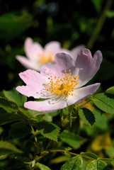 Wild rose in spring season closeup. Shallow depth of field