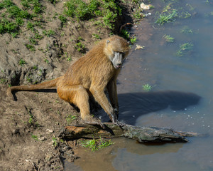 Baboon Playing with a piece of Tree Floating on the Water