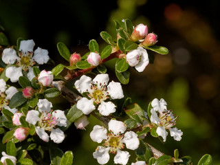 Tibetanische Zwergmispel