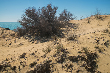 Растительность Мангыстау