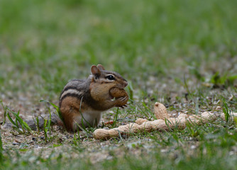 Chipmunks under the bird feeder