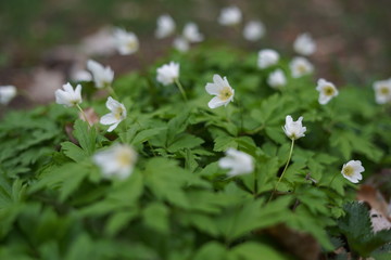 small white flowers in the wood