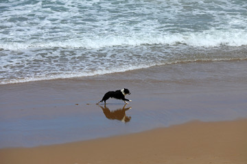 Hund Bordercollie am Strand