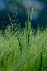 Feld  Weizen Getreide Natur Ackerbau Gras natur land wachstum frisch ernte  Grün Green Pflanze Sommer Bauer 