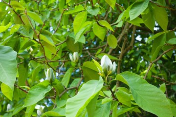 Magnolia acuminata, the cucumber tree or blue magnolia, is one of the largest magnolias. Flower...