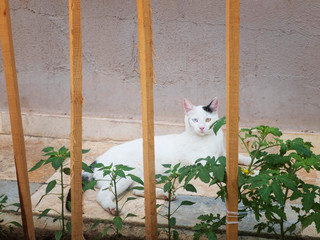 Turkish angora cat with different eyes lying on the floor tiles near the flowerbed
