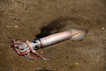 Toter Tintenfisch Kalmar am Strand