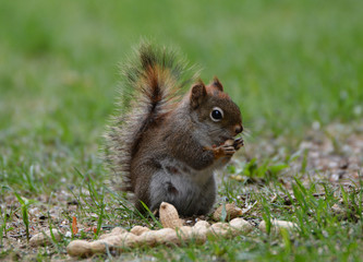 Naklejka na ściany i meble Red Squirrel eating a peanut