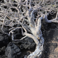 euphorbia balsamifera Lanzarote