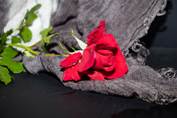 red rose on wooden background