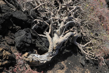 euphorbia balsamifera Lanzarote