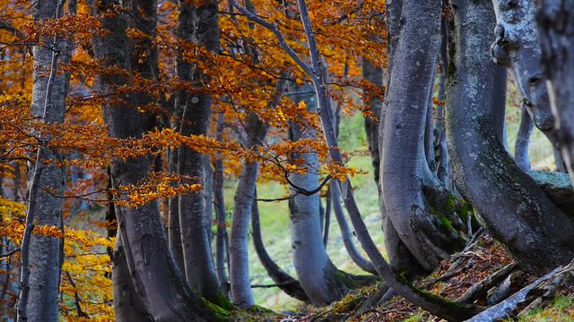 Magic autumn beech forest high in the Carpathian mountains with beautiful golden trees