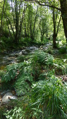 Galicia. Ribadavia, medieval village of Ourense. Spain
