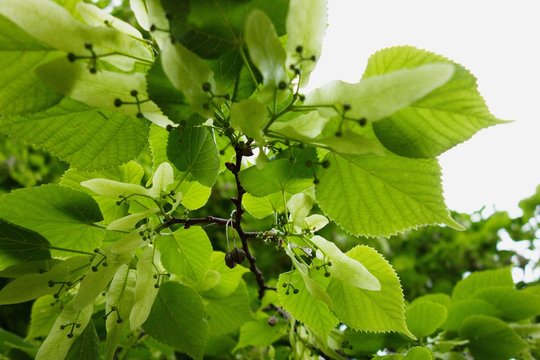 Tilia platyphyllos. Large-leaved lime. Closeup of leaves.