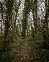 path in the forest