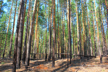 pine forest on a sunny day