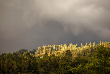 Panoramic view of the a forest in the central Andean mountains of Colombia illuminated by the light of the sunset against an overcasted sky.