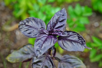 Purple opal basil growing in the herb garden