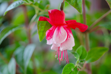 Fuchsia hybrida flowers