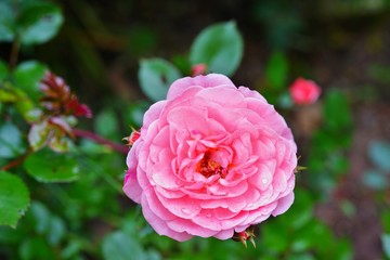 Single bud of a pink rose flower